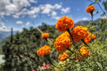 Imagen de  En Rionegro se realiza una jornada de empleo dirigida al sector floricultor