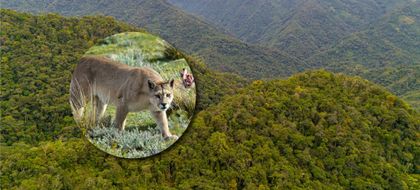 Imagen de  Empresas del Oriente protegen al puma y al jaguar mediante créditos de carbono con Masbosques