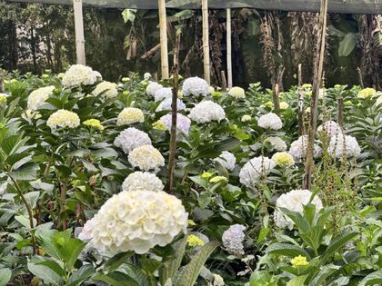 Imagen de  Con mayor productividad, floricultores del Oriente antioqueño le buscan salida al problema del bajo dólar y la «secadera»