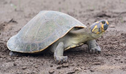 Imagen de  Colombia tiene 2.103 plantas y animales silvestres amenazados con desaparecer, 800 más que en 2017