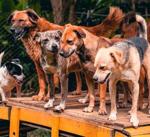 300 animales esperan techo seguro: así puedes ayudar a la Fundación Paraíso de la Mascota