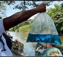 Siembran bocachico en el río La Vieja