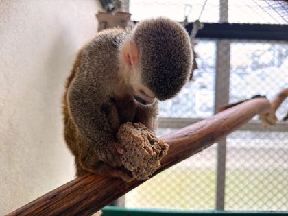 Imagen de  Mono ardilla no podrá volver a la naturaleza por las secuelas que le dejó ser víctima de tráfico ilegal en Medellín