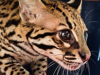 Imagen de  Rescatan una cría de ocelote en una vía de Sabaneta