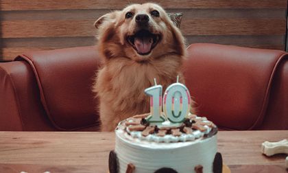 ¿Es malo tratar a los perros como hijos?