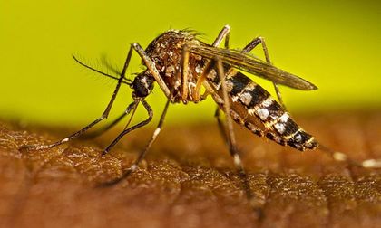 La fiebre amarilla es un brote que alerta sobre la crisis ambiental y sanitaria en el país