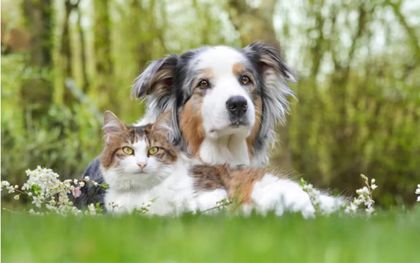 Imagen de  Proyecto de ley buscaría implementar cédula digital y microchip en mascotas en Colombia