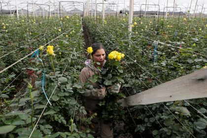 Imagen de  Un sector con rostro femenino: las mujeres que hacen posible San Valentín desde Colombia