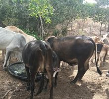 Pérdidas por El Niño se acercan a $100.000 millones: más de 19.000 reses han muerto