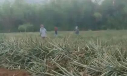 SAG pide intervención por invasión en Jamundí