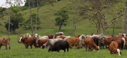 Imagen de Inician audiencias de embargo a sociedad ganadera investigada por estafa en el Oriente