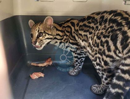 Imagen de  Tigrillo, que vivía en cautiverio en La Ceja, fue entregado en Marinilla voluntariamente