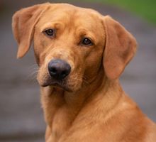 De Firulais a símbolo nacional: perro Caramelo es reconocido como raza representativa mexicana, descubra por qué