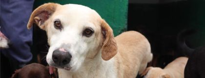 Imagen de Cerca de 350 “viejitos” del Centro de Bienestar Animal La Perla de Medellín buscan un hogar definitivo