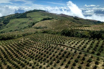 Imagen de  Más de mil toneladas de aguacate Hass colombiano fueron exportadas para el Super Bowl