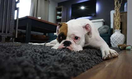 ¿Cuánto tiempo puede quedarse solo un perro en casa?