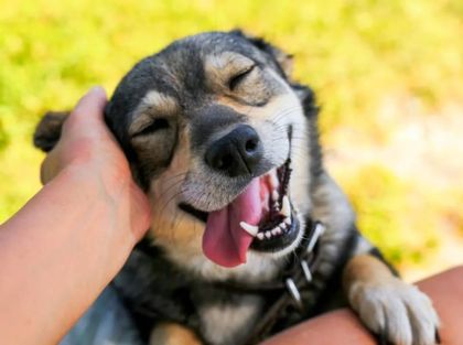 Imagen de  Jornada “No Más Peludos Perdidos” ofrecerá microchip gratuito y adopciones en Sonsón