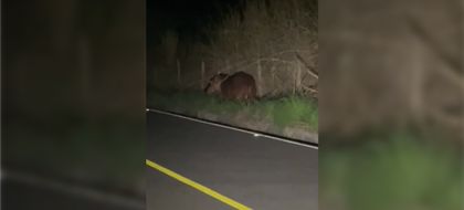 Imagen de  En video| Hipopótamo fue avistado en una vía de Puerto Triunfo: comunidad invita a cuidarlos