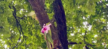 Imagen de  Medellín recibe donación de 800 orquídeas para embellecer espacios públicos y preservar la biodiversidad