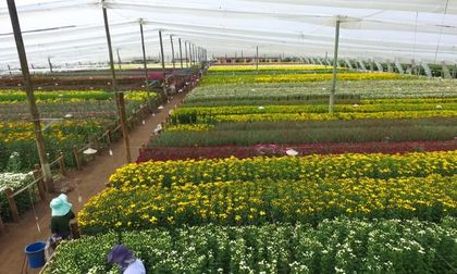 El Oriente aporta el 23% de las flores colombianas de exportación en San Valentín