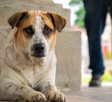 Ya no sería solo maltrato: acceso carnal contra animales tendría castigo penal en Colombia
