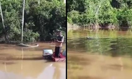 Video: encuentran anaconda de 10 metros en la Amazonía colombiana