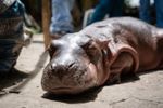Imagen de Muere la cría de hipopótamo que había sido rescatada en Puerto Nare