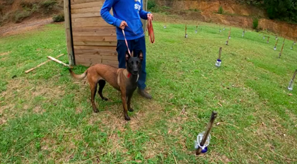 ¡Atención! Perros entrenados detectaron pruebas negativas de COVID-19 con un 99,9% de efectividad