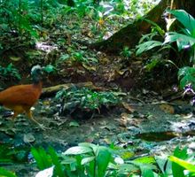 Ocho cámaras trampa revelan la riqueza natural de Bahía Solano
