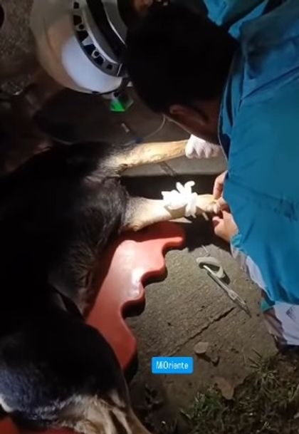 Imagen de  Pese a atención inmediata, aplicaron eutanasia a Nana, perrita atropellada en la Autopista Norte en Medellín