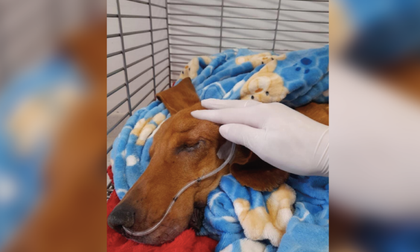 Imagen de Un perro murió luego de ser sometido a maltrato animal en Cocorná