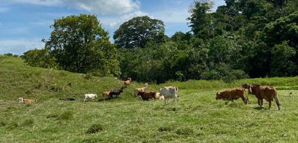 Imagen de  Supersociedades no aceptó plan de desmonte de sociedad ganadera que captó dinero ilegalmente