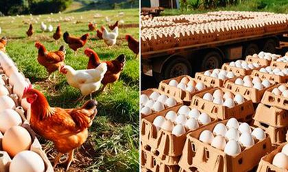 Fenavi alerta por cancelación de exportación y represamiento de huevo y pollo en el país