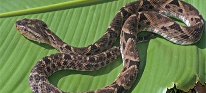 Imagen de Comunidad reporta aumento de serpientes mapaná en San Luis: Cornare brinda recomendaciones