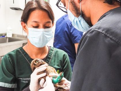 Imagen de “Soy Antipólvora”, la campaña para proteger a la fauna silvestre del uso de pólvora en diciembre