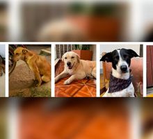 Alcaldía de Toribío rechaza envenenamiento de perros y pide esclarecer los casos