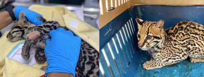 Imagen de  Luego de tres meses de recuperación, un ocelote fue liberado en su hábitat natural