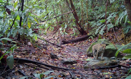 Registran felinos silvestres en Buenaventura