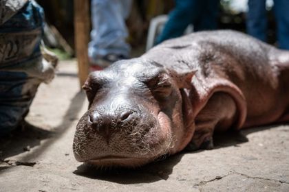 Imagen de Muere la cría de hipopótamo que había sido rescatada en Puerto Nare
