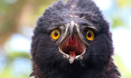 Acuerdos buscan proteger águila real