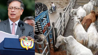 Imagen de  Petro cumplió una de sus promesas: reabrirá los mataderos municipales