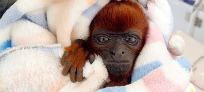 Imagen de  Mono aullador infantil víctima de tráfico ilegal se recupera en el CAVR de fauna silvestre del Área Metropolitana