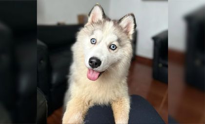 Imagen de Mascotas viven menos en Colombia que en otros países, ¿cuál es la razón?