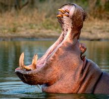 Gobierno activa eutanasia de hipopótamos