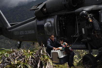 Imagen de En helicóptero del Cacom 5 trasladaron a un zorro y un tigrillo para liberarlos en su hábitat