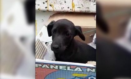 Rescatan perrito abandonado en una caja entre la basura