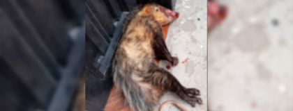 Imagen de  En circunstancias desconocidas una zarigüeya y sus crías fallecieron