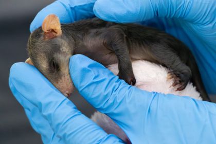 Imagen de  Mascotas han herido a más de 130 animales silvestres en la jurisdicción Cornare; los casos van en aumento