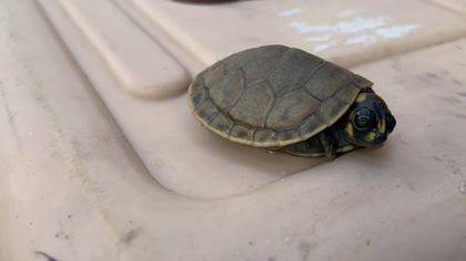 Imagen de  Hombre que al parecer traficaba nueve individuos de fauna silvestre fue capturado en Manrique