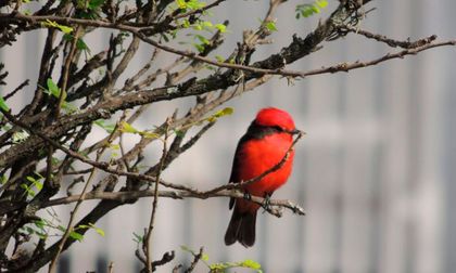 Cali se consolida como la “Ciudad de las Aves” con más de 240 especies